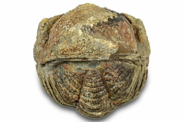 Bargain, Wide Enrolled Morocops Trilobite - Morocco #323225